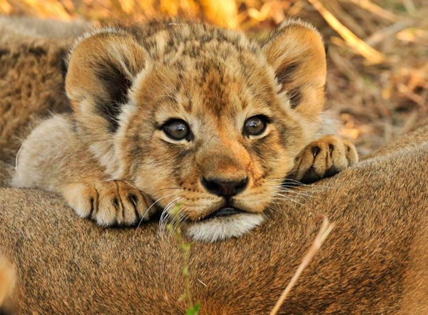 lion cub.jpg
